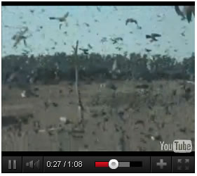 Wingshooting video